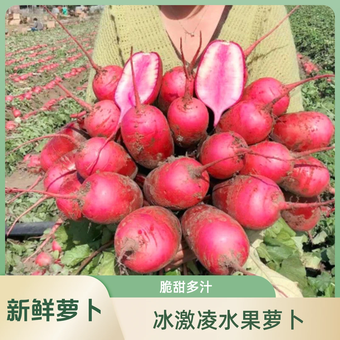 {年货节}水果萝卜脆甜多汁现摘现发5斤包邮湖北仙桃沙土地种植