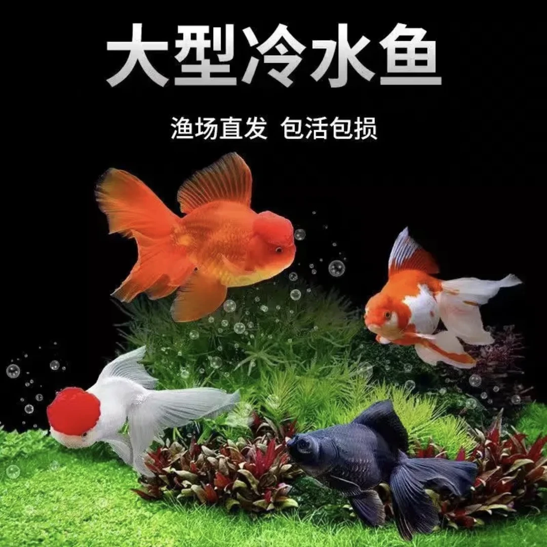 【鱼塘直发】超萌好物金鱼冷水鱼观赏鱼必须打氧