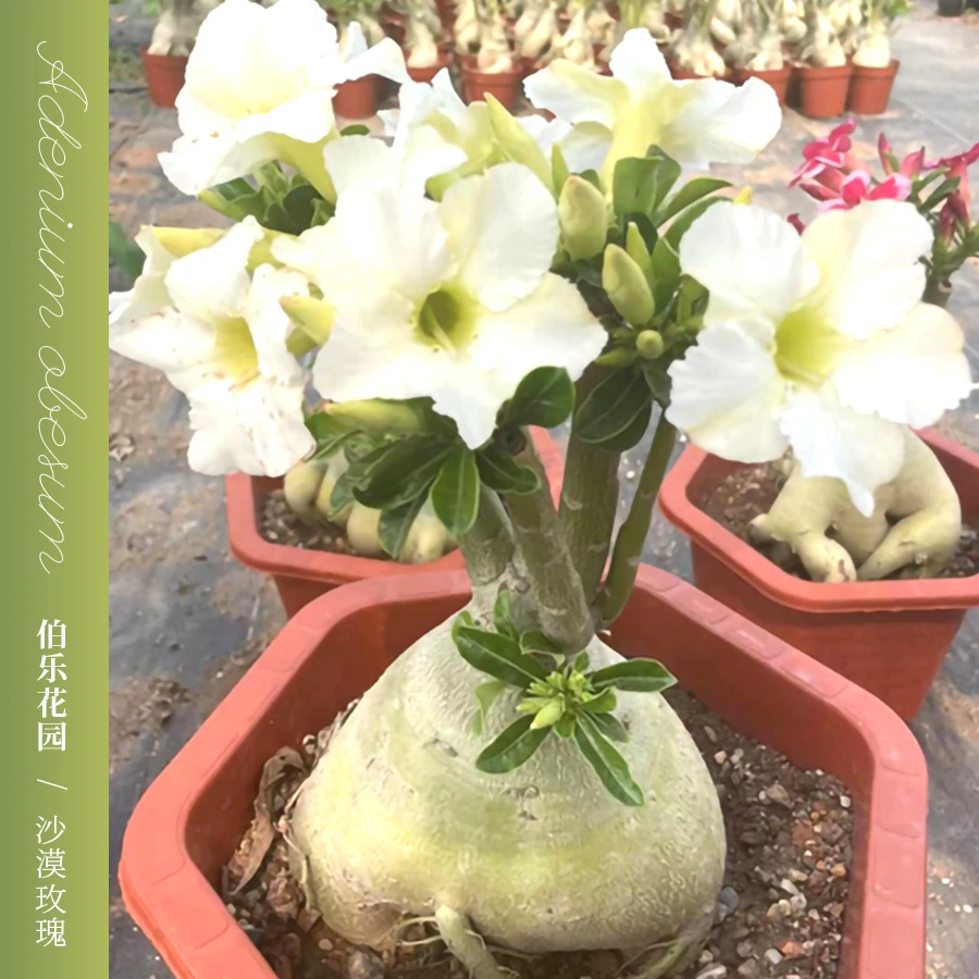 精品沙漠玫瑰提根怪根雏形桩形多年生老盆栽品种花园种植