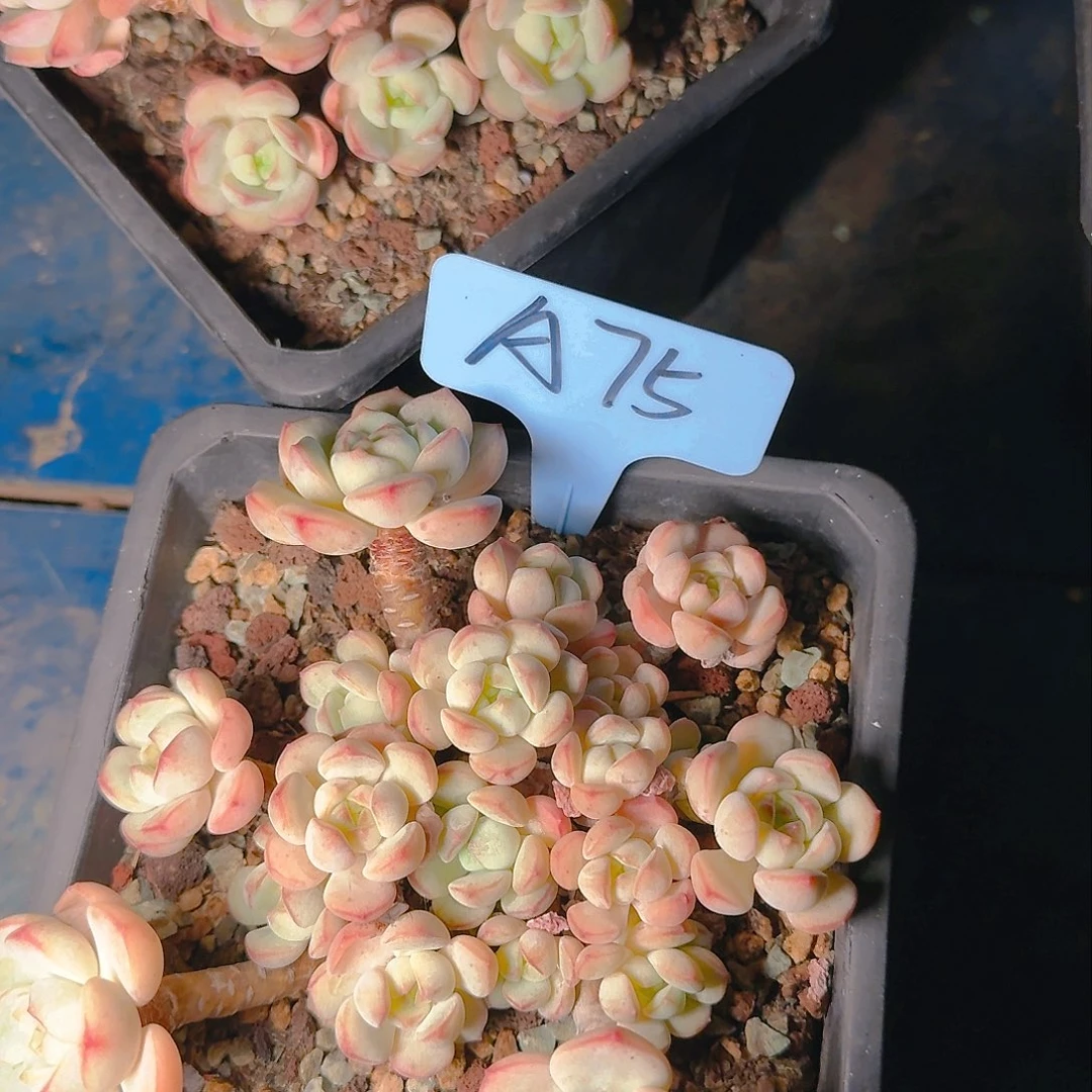 ?****多肉植物的生长发育与生长