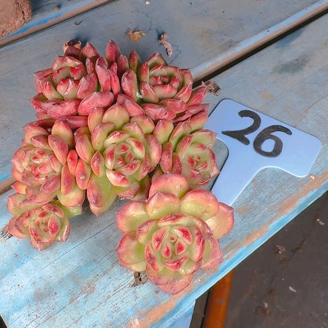 多肉葡萄等水果品种也是