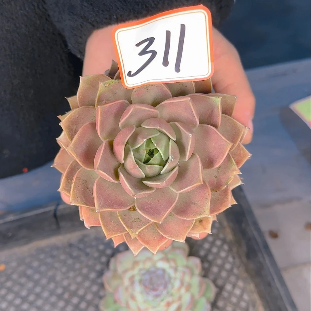 莎****店多肉植物的生长发育与