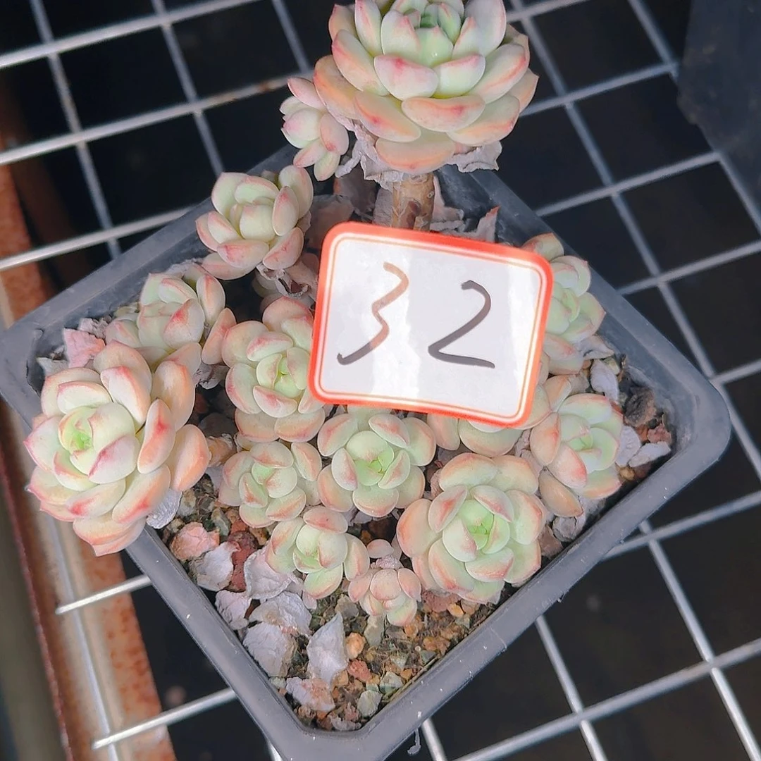 多肉植物的生长发育与