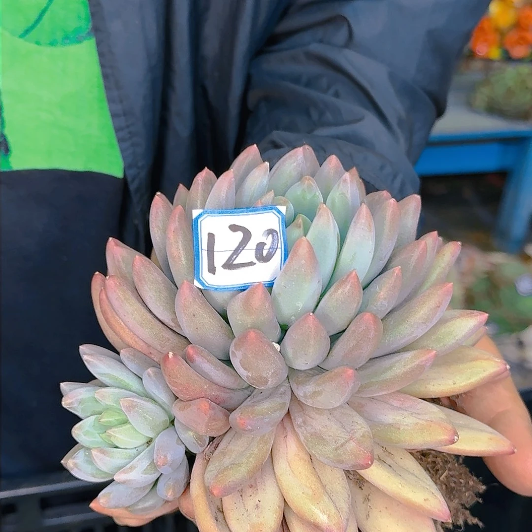 多肉植物等植物资源丰富的