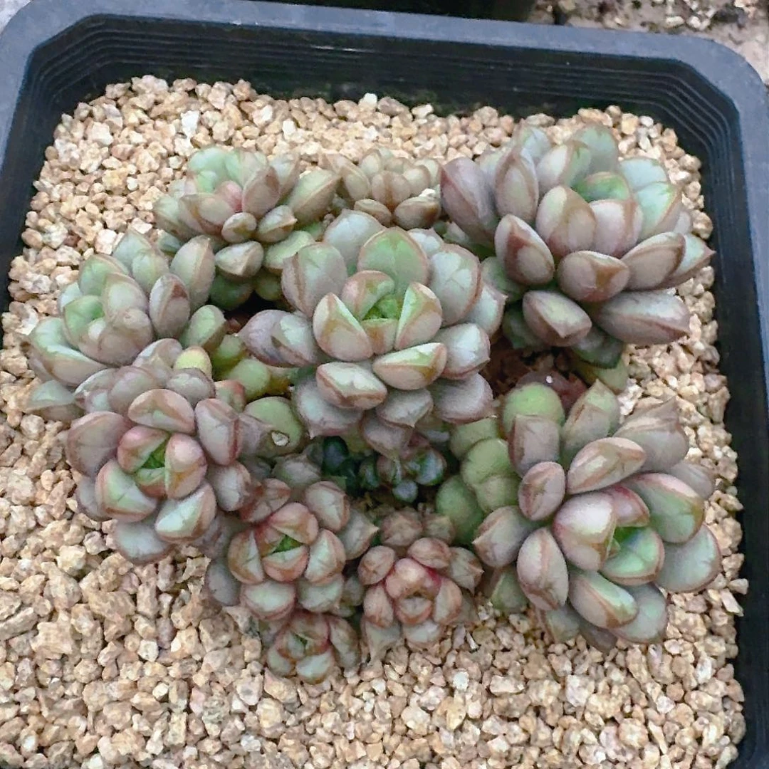 姚**?多肉植物的生长发育
