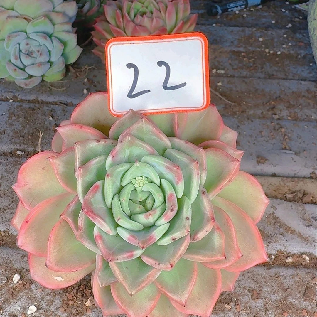 多肉植物的生长发育与