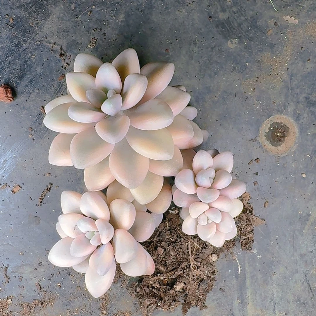 婷*了多肉植物等植物资源