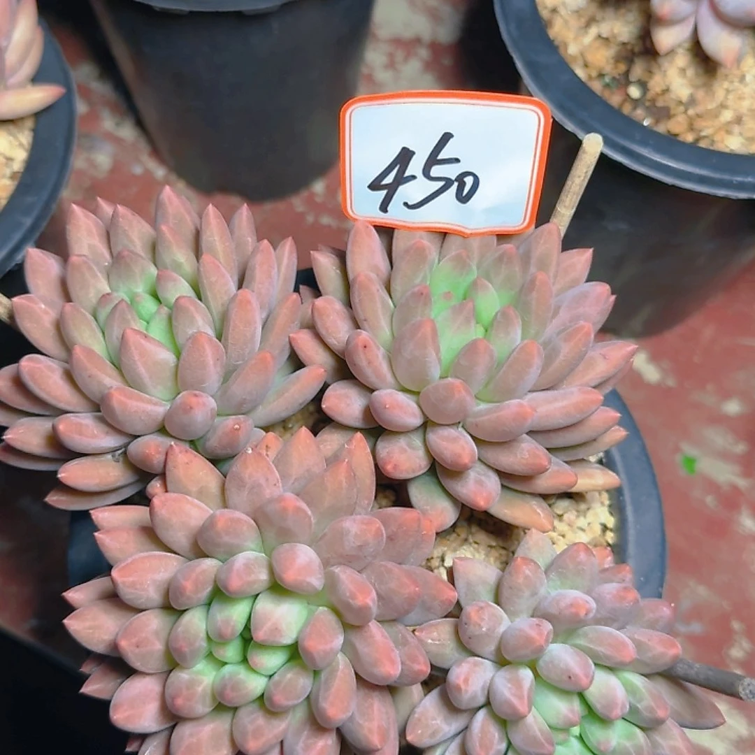 乐*多肉植物的生长发育与