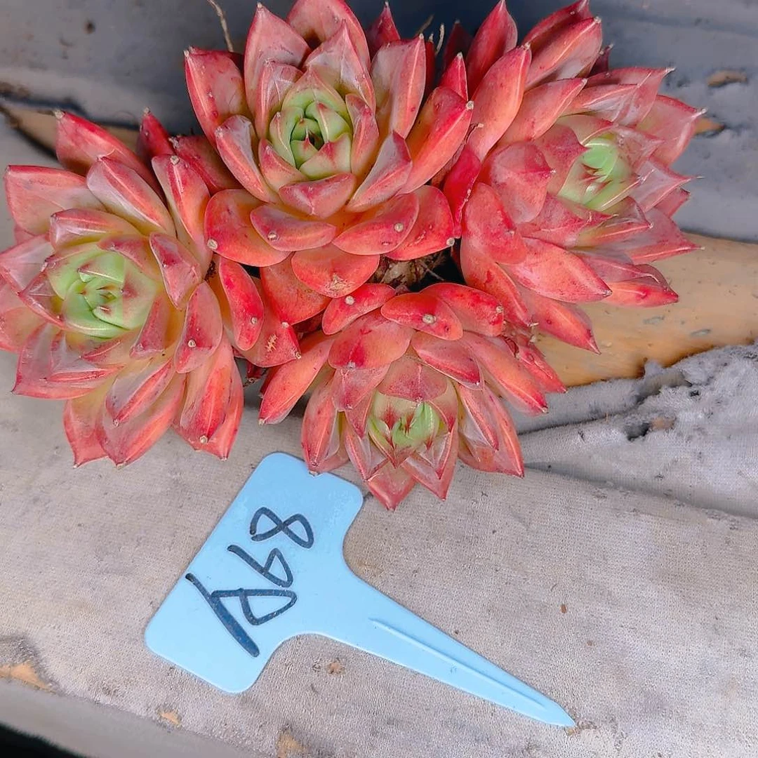 e*a多肉植物的生长发育与生长