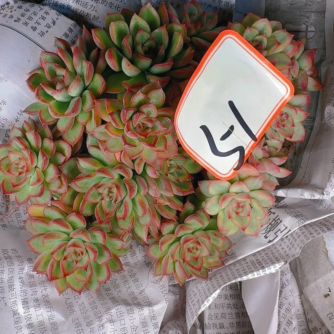 多肉植物等植物资源丰富而