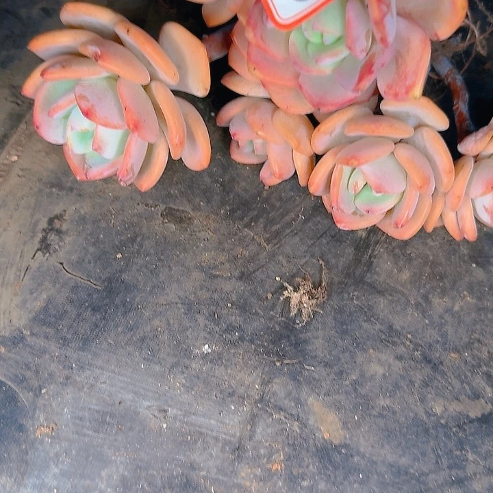 多肉植物的生长发育与