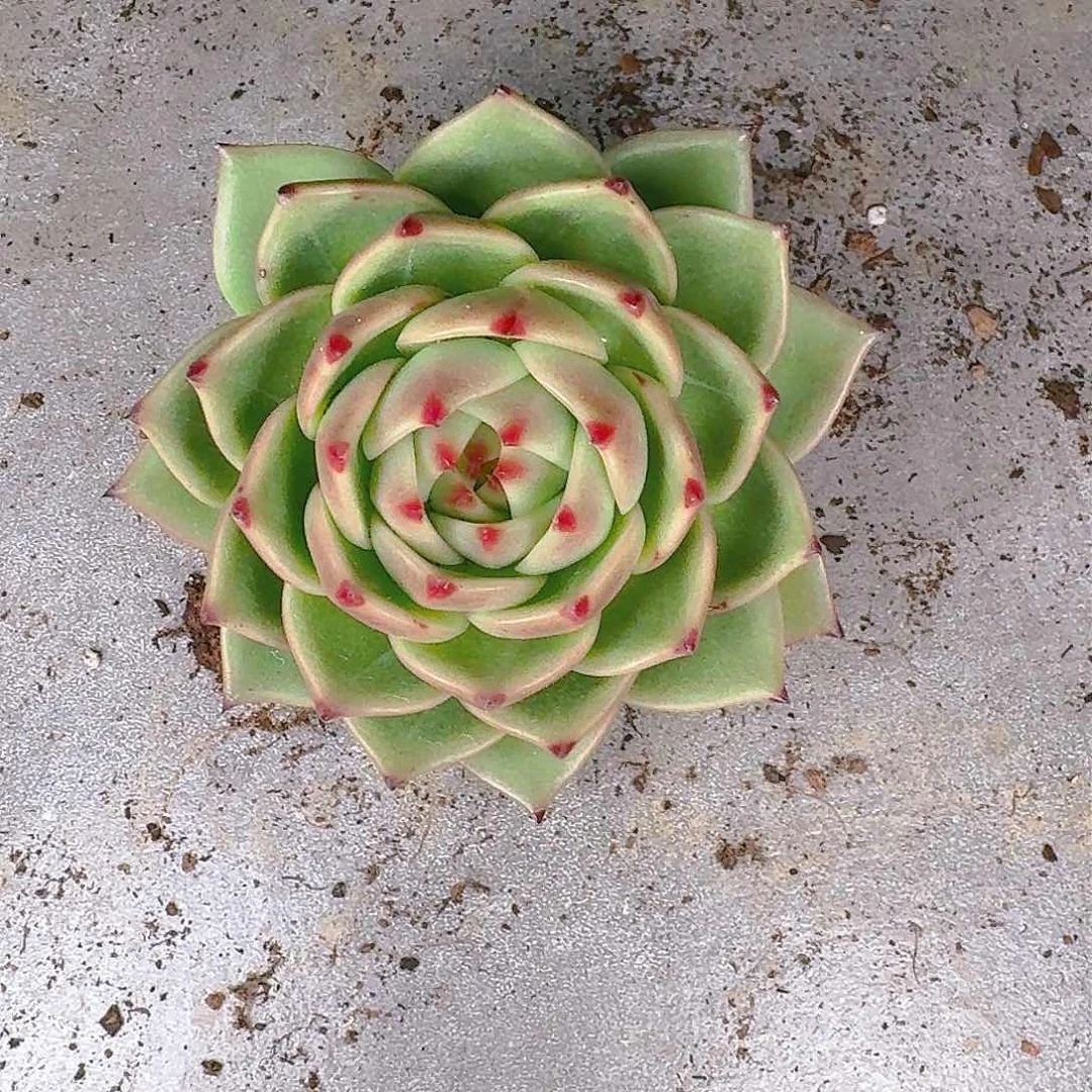 多肉植物的生长发育