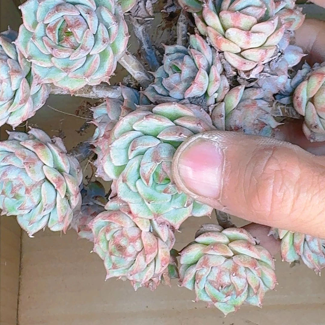 多肉植物等植物资源丰富