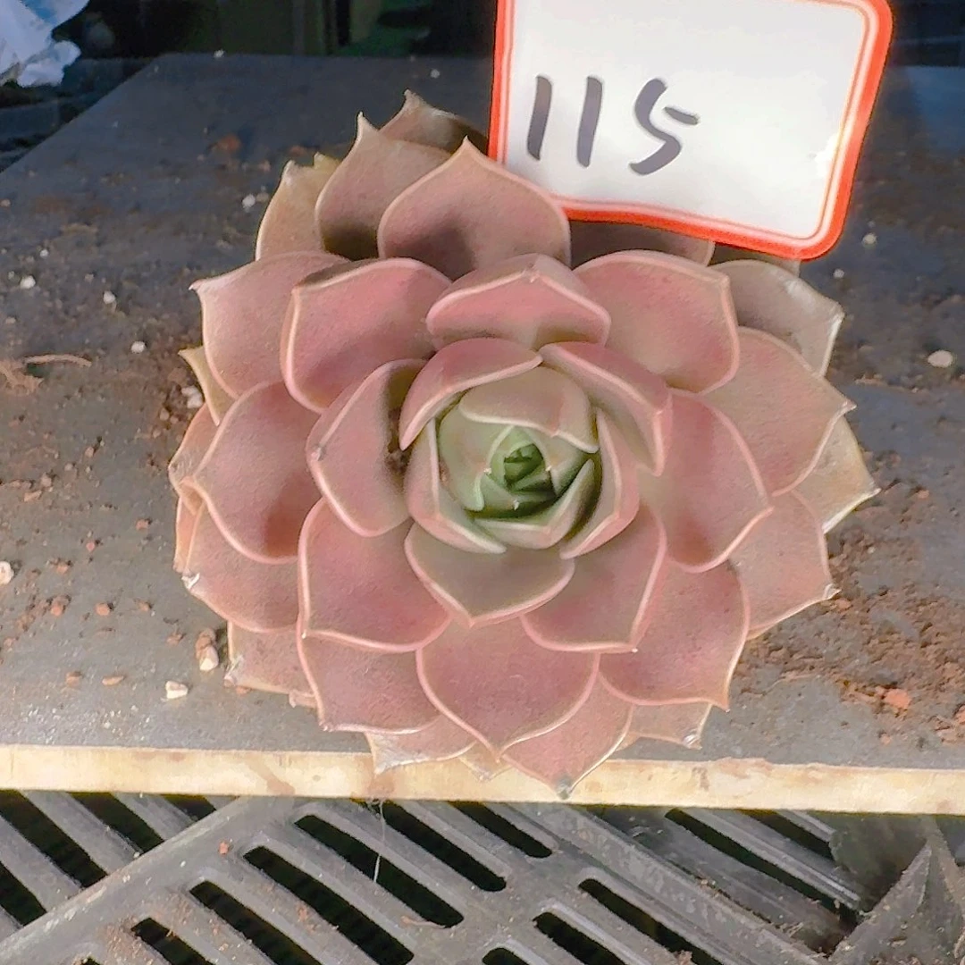 徽****云多肉植物的生长发育与