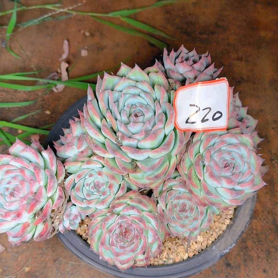 心*多肉植物的生长发育与