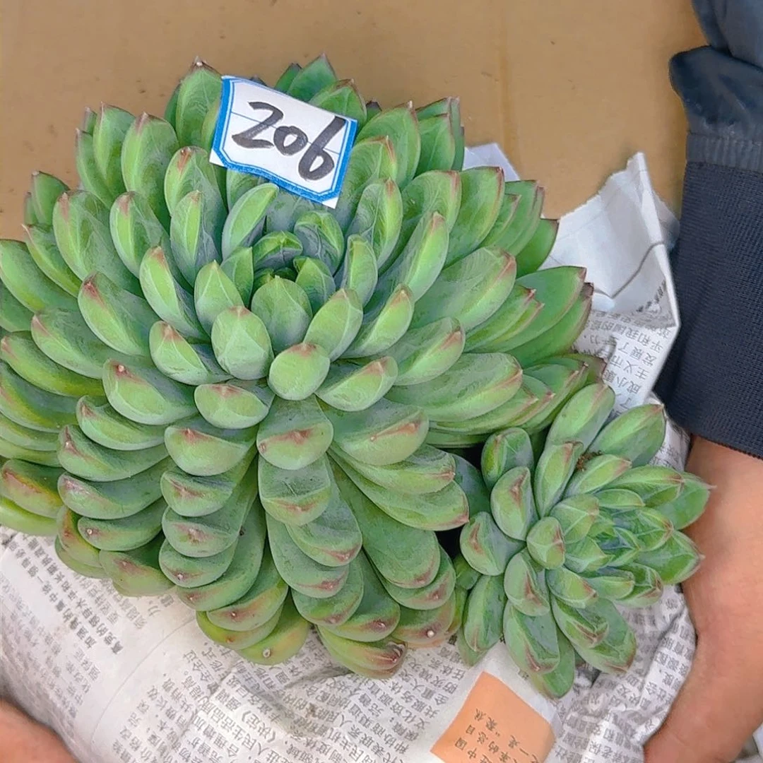 多肉植物的生长发育与生长