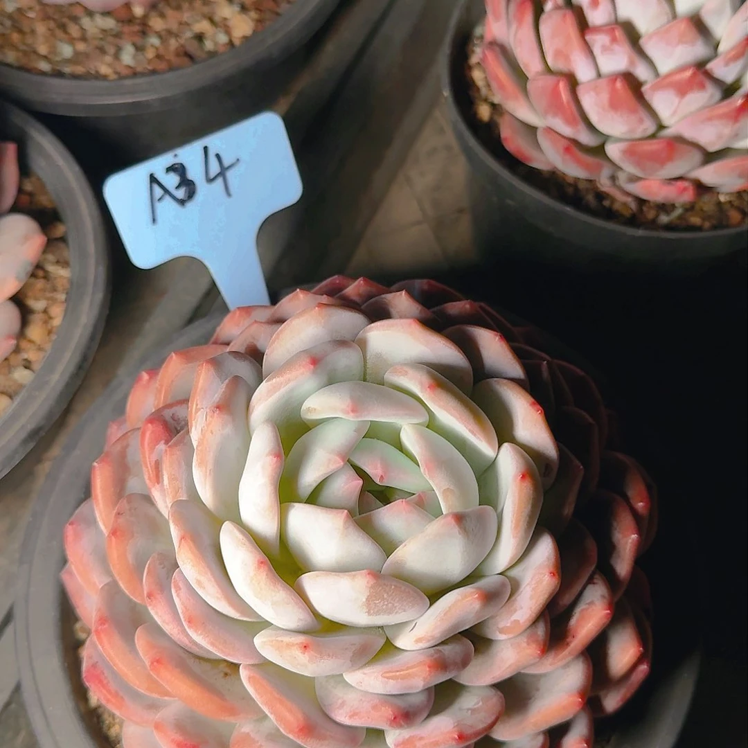 简*多肉植物的生长发育与生长