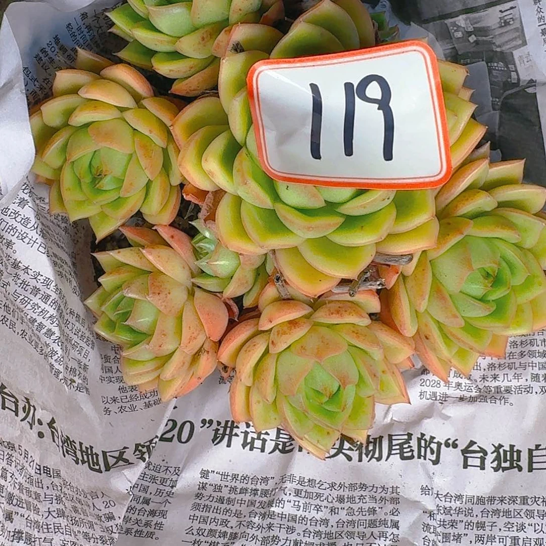 多肉植物的生长发育