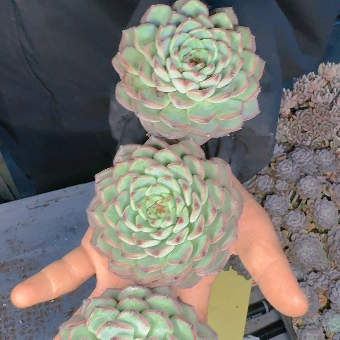 多肉植物的生长发育与