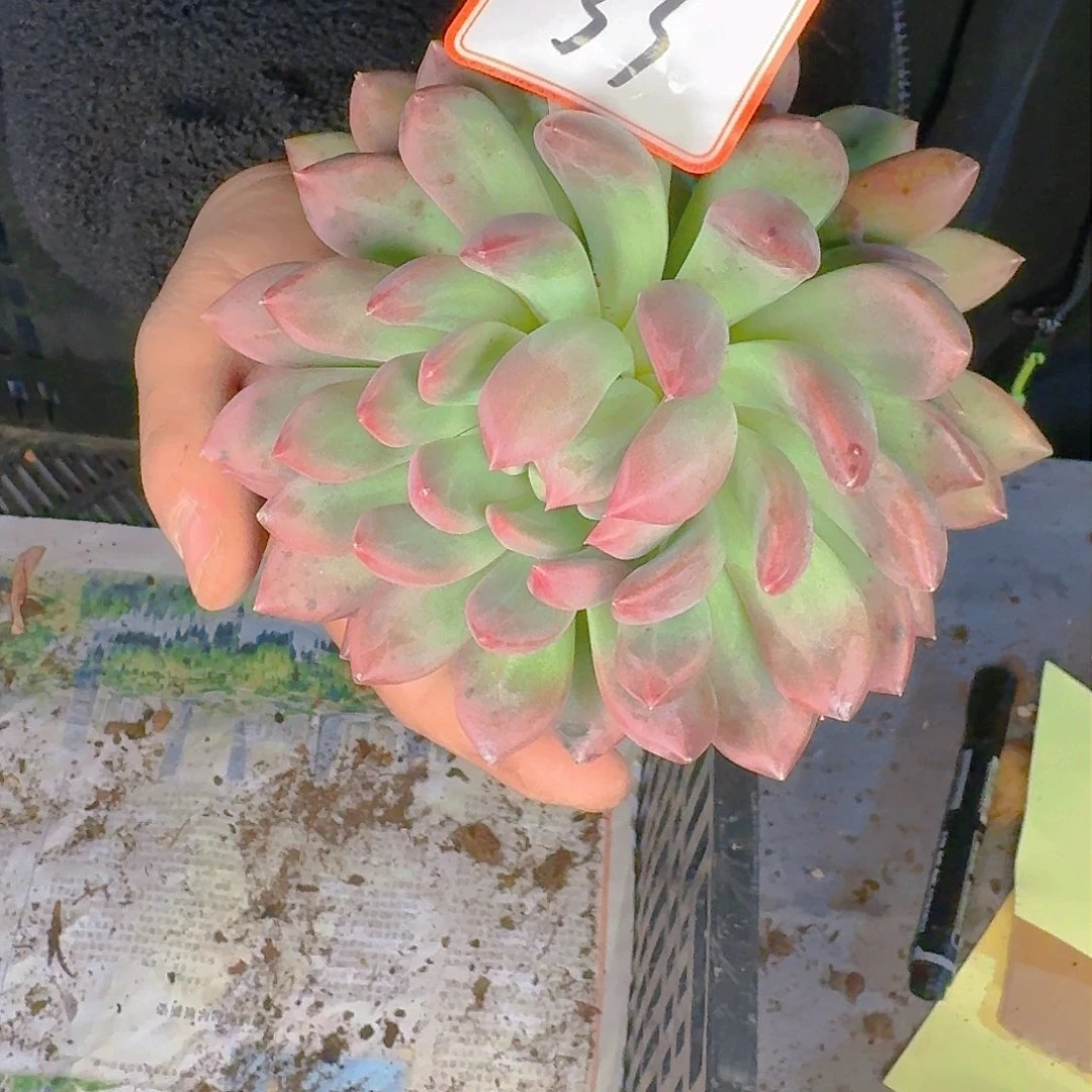 徽****云多肉植物的生长发育与