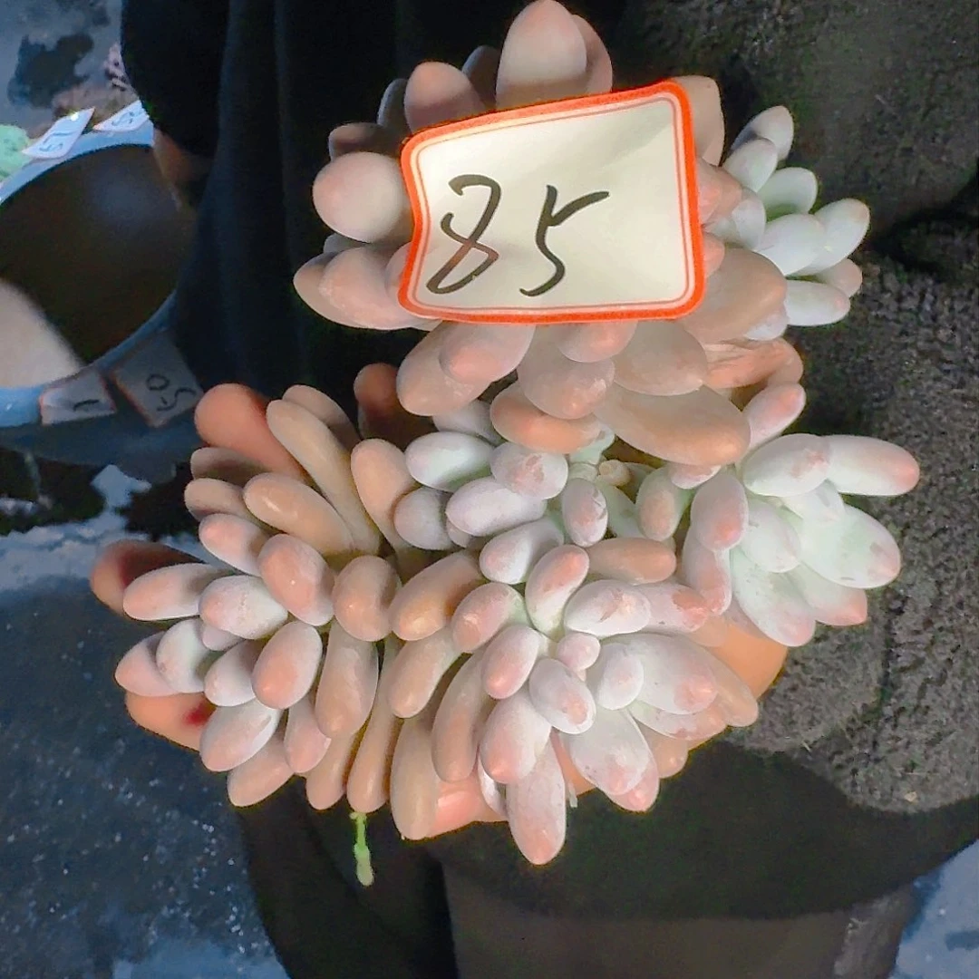 多肉植物的生长发育规律