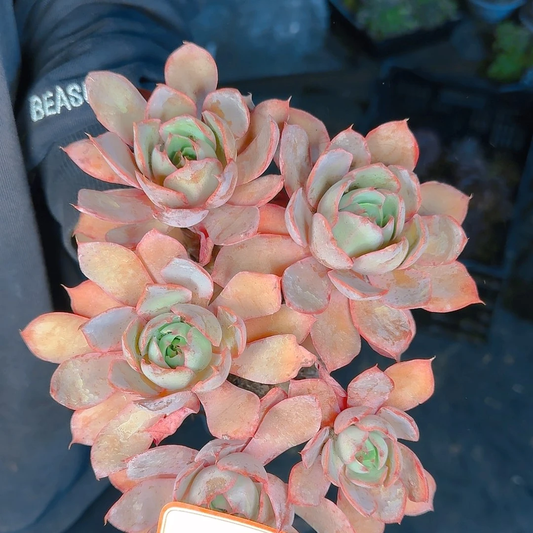 多肉植物的生长发育规律