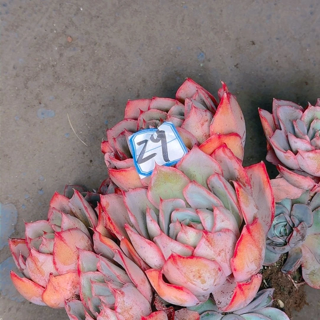 多肉植物等植物资源丰富的