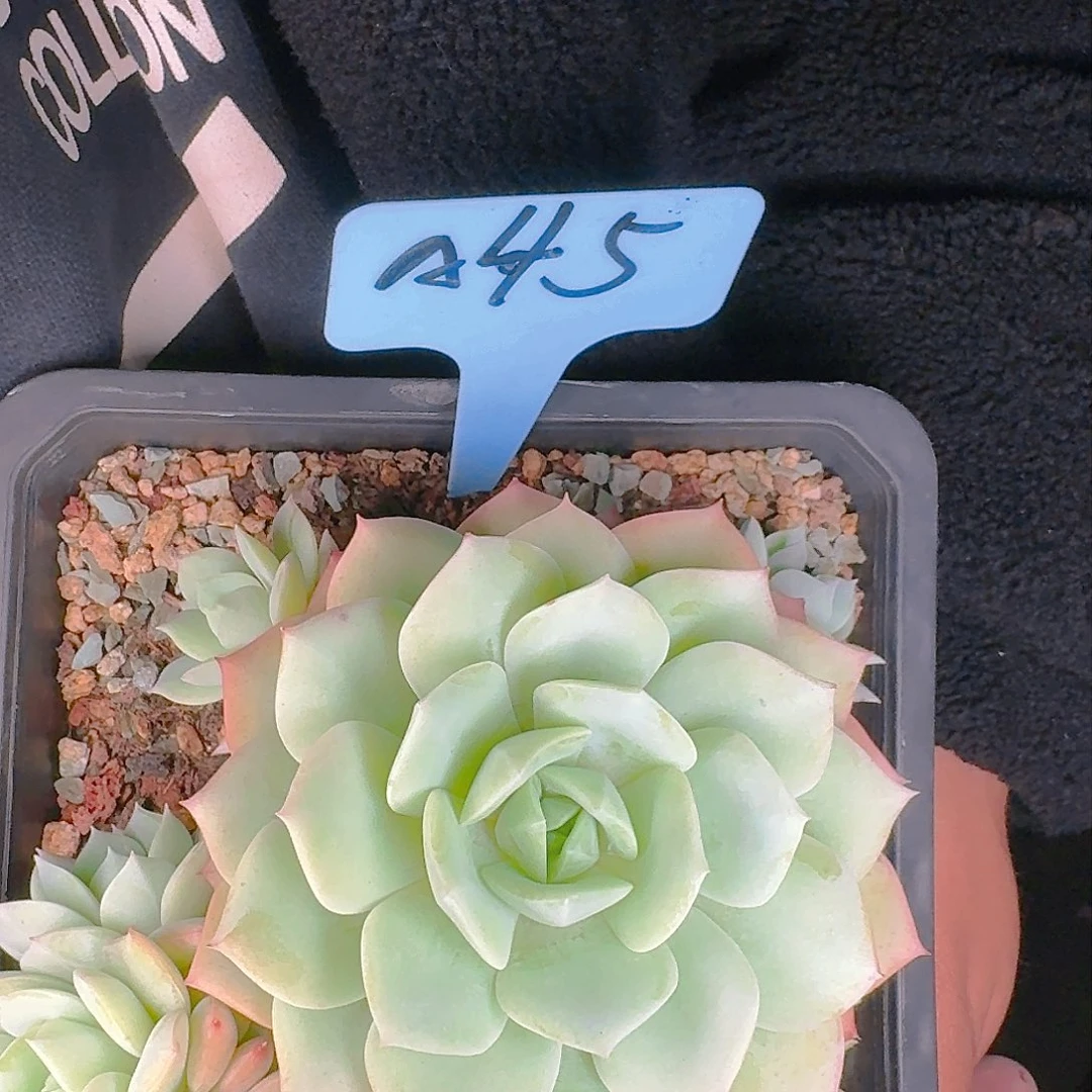 多肉植物的生长发育与生长