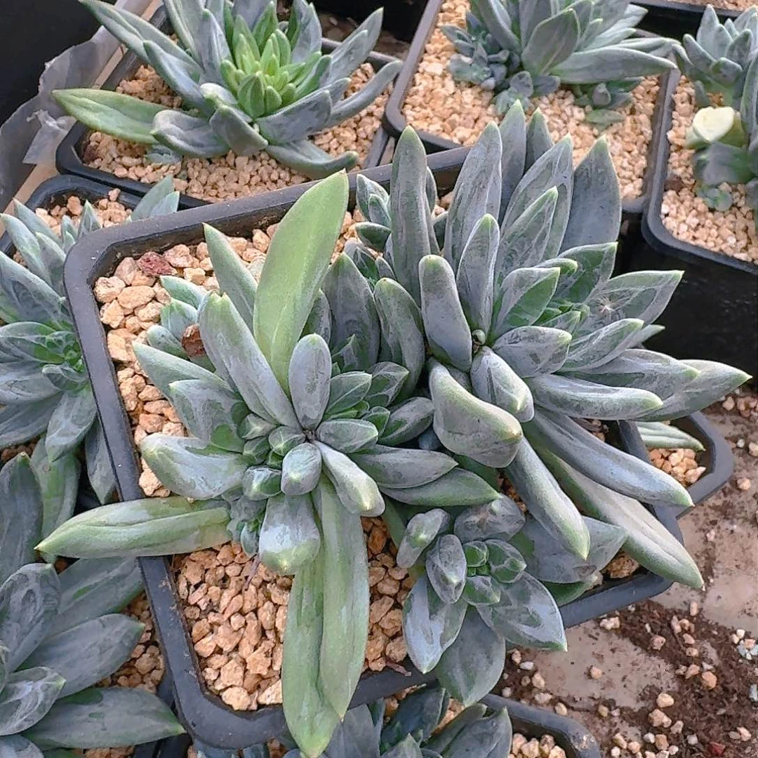 爽*万多肉植物等植物资源丰富