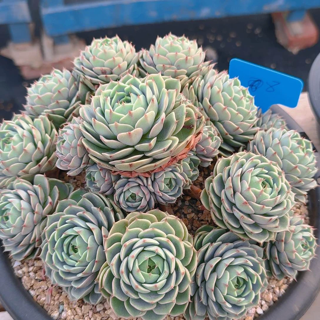 无**对多肉植物等植物资源丰富