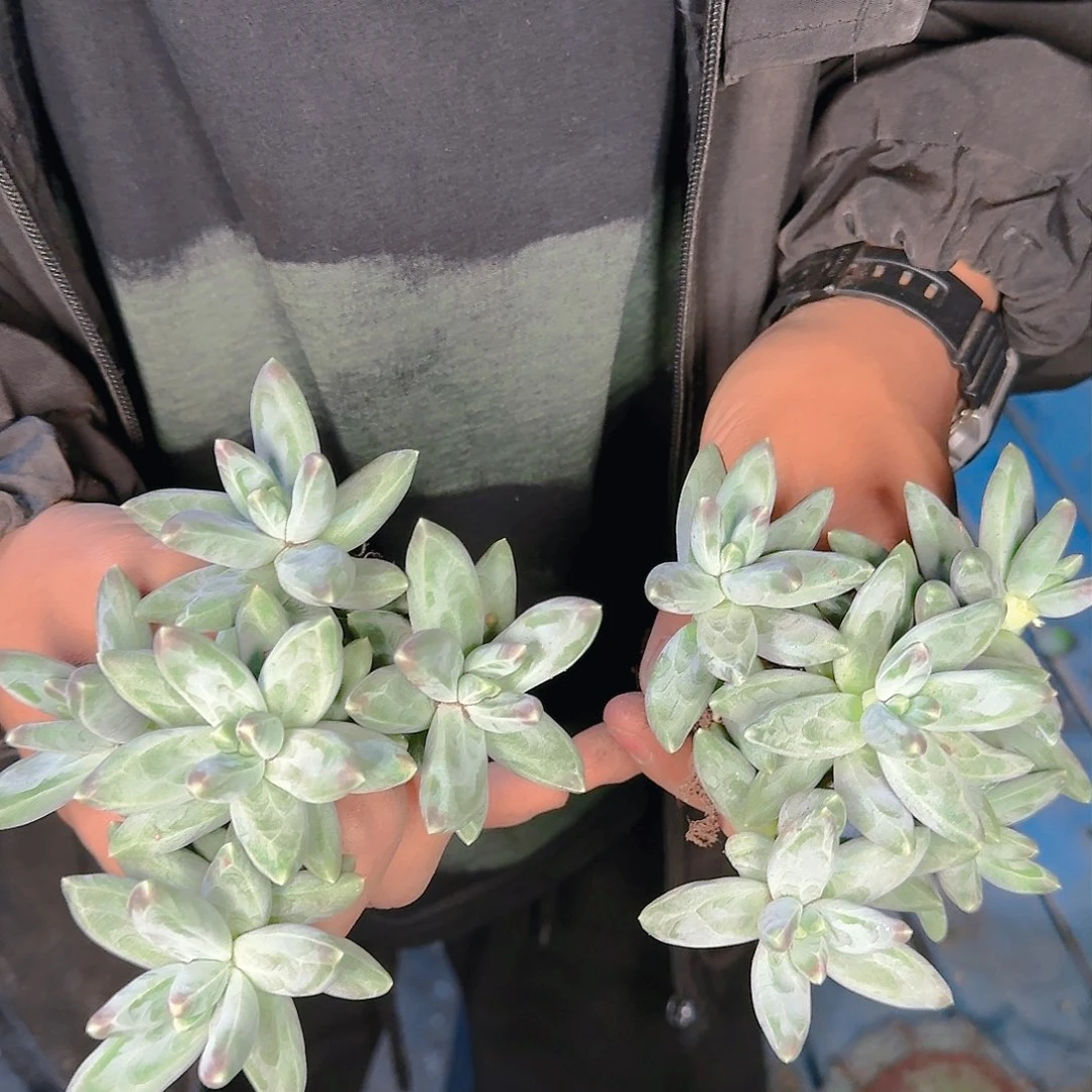 多肉植物等植物资源