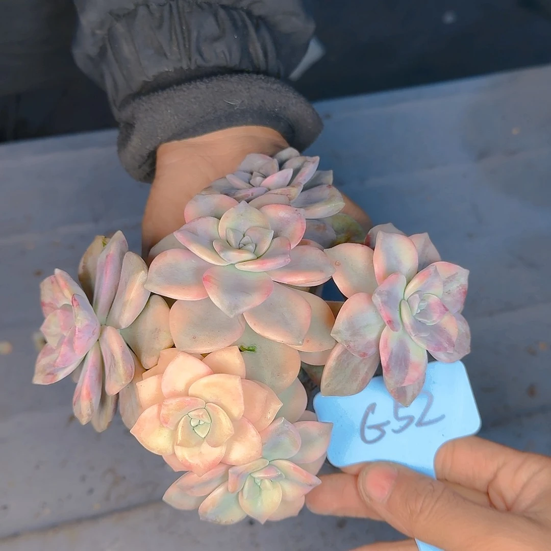 敏***姐多肉植物的生长发育