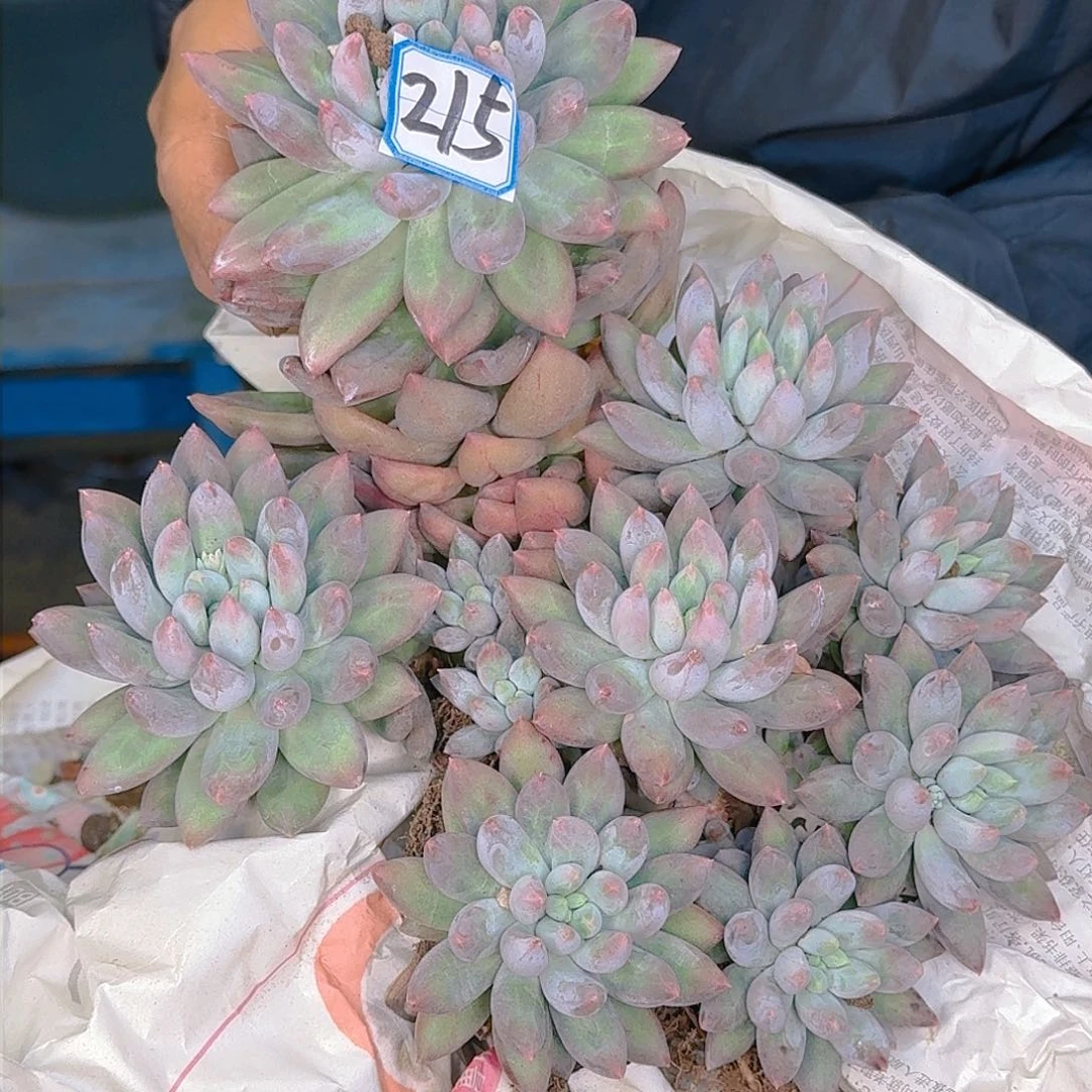 多肉葡萄等经济作物的