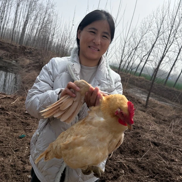 散养小体老母鸡 两年龄 杀完净重2.3-2.5斤