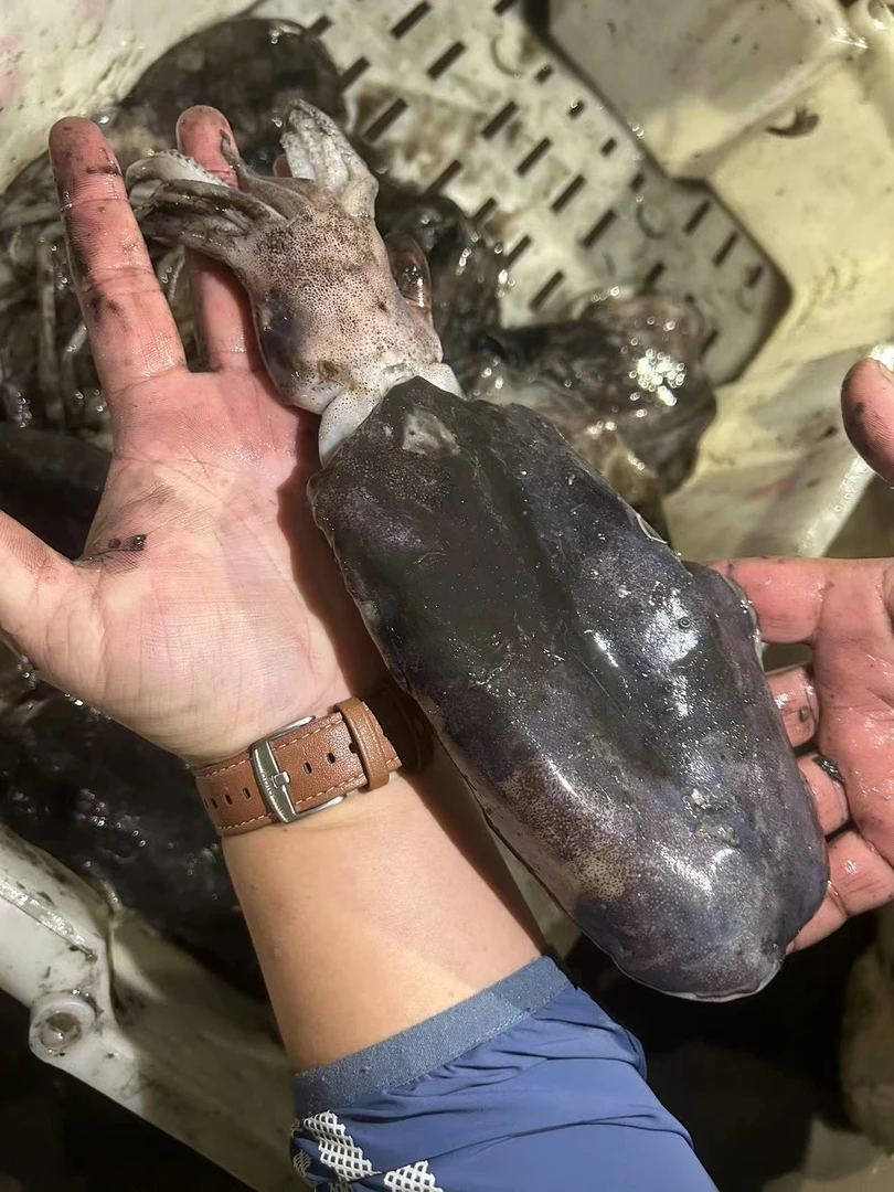 舟山本港野生新鲜软丝墨鱼