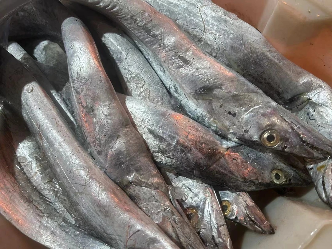 舟山本港野生带鱼小眼油带