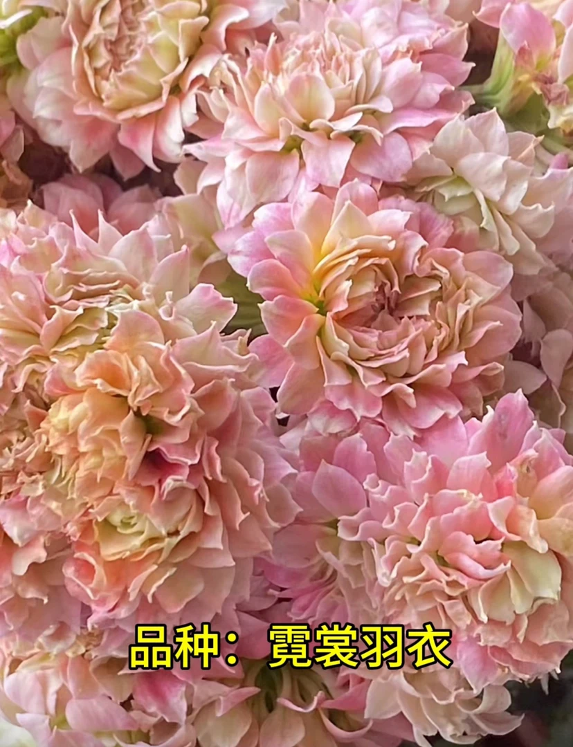 霓裳羽衣 一代独杆 110原盆原土
