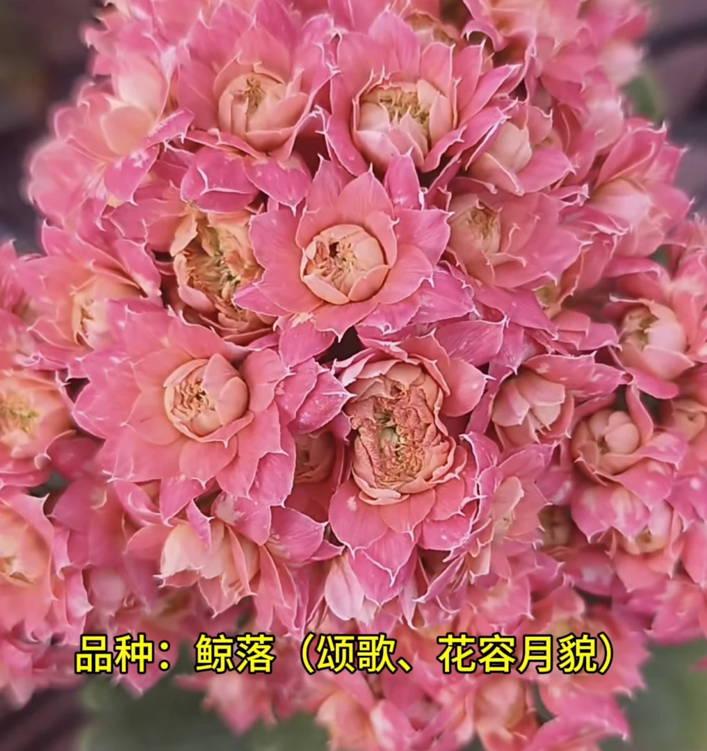 鲸落(颂歌、花容月貌) 一代独杆 110原盆原土