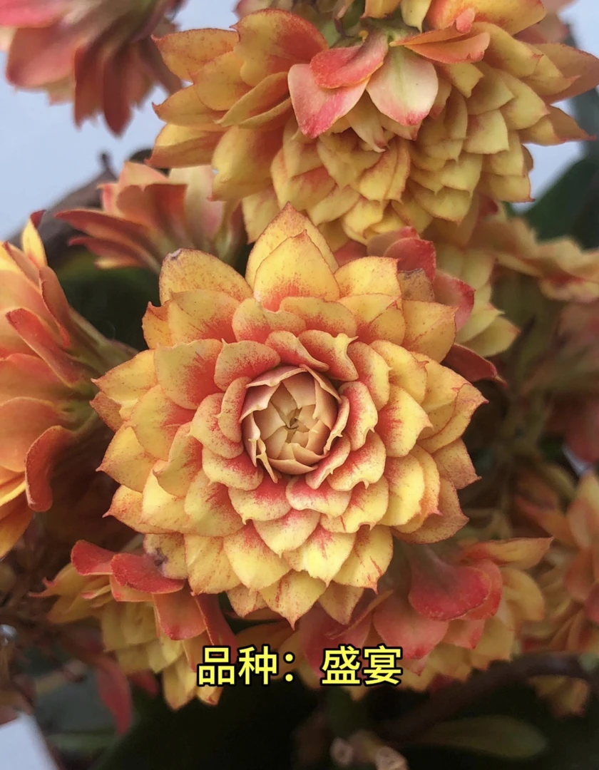 盛宴 开花 130原盆原土 打顶