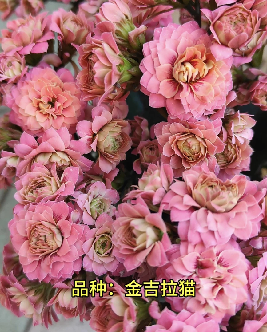 金吉拉猫 一代独杆 110原盆原土