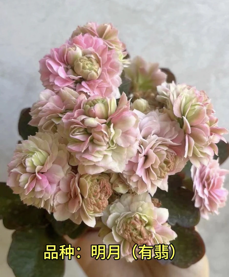 明月 （有翡）一代独杆 110原盆原土