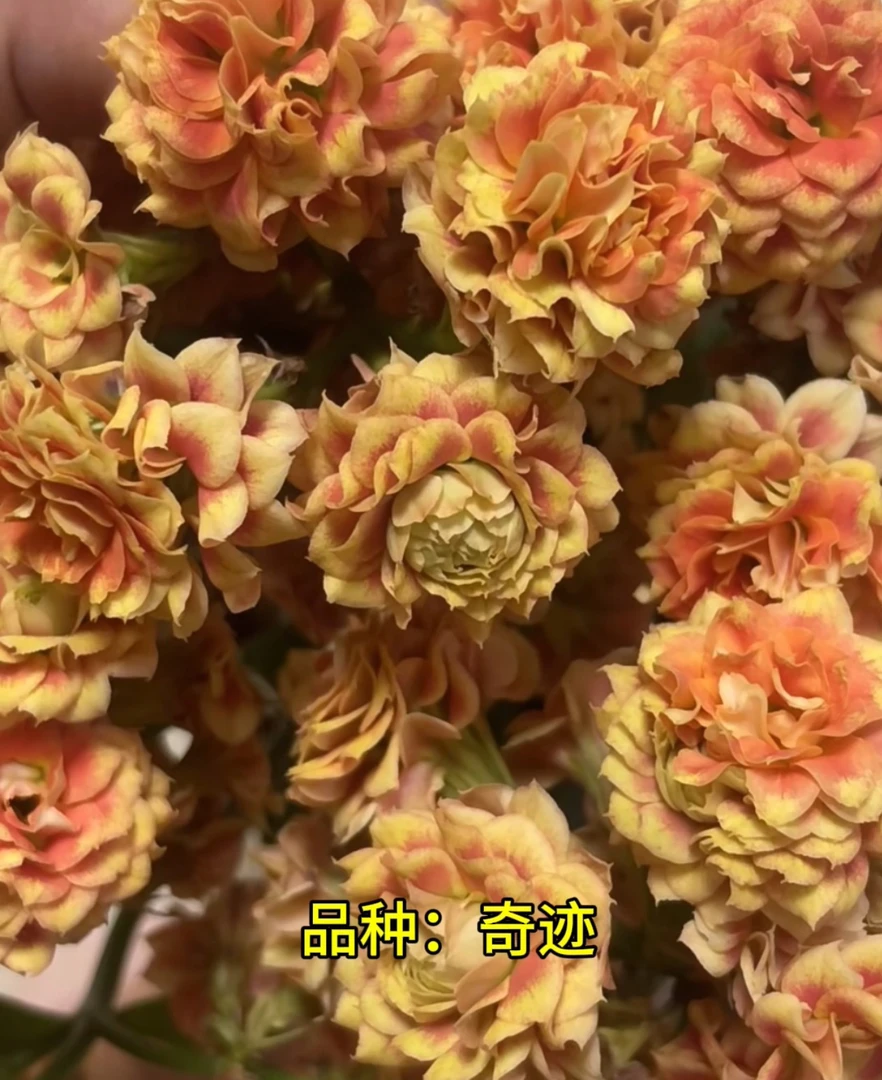 奇迹 一代独杆 110原盆原土