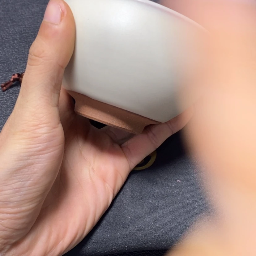 【闪购商品】瓷1白贝