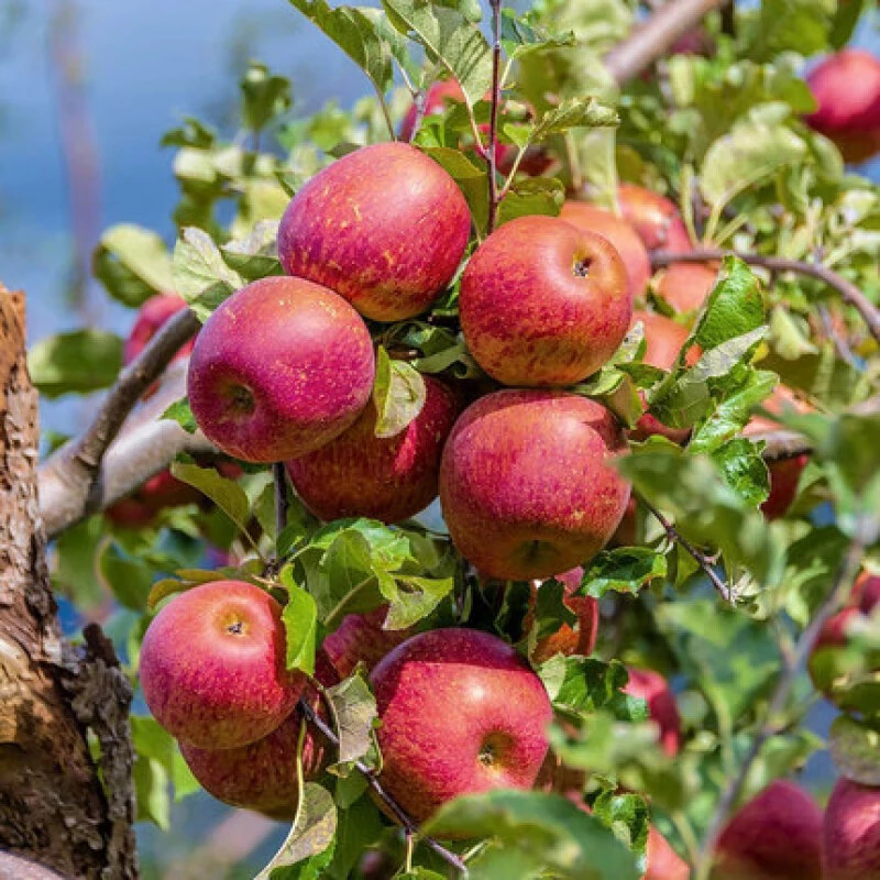 云南昭通丑苹果冰糖心红富士现摘现发果园直发新鲜水果正宗