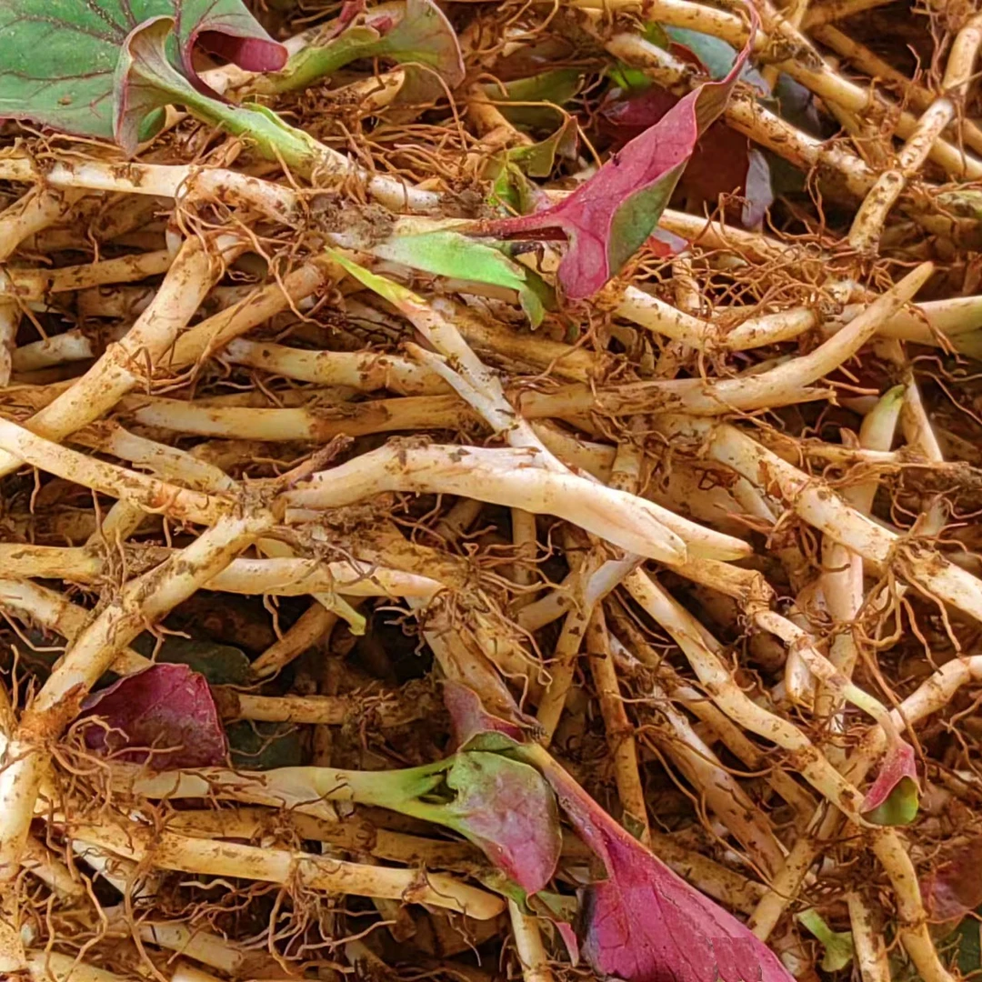 新鲜折耳根鱼腥草现挖蕺菜节节根凉拌菜 1-5斤