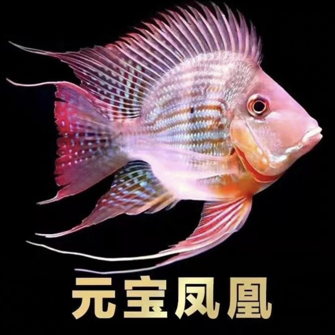 短身圆体元宝凤凰龙鱼好配鱼