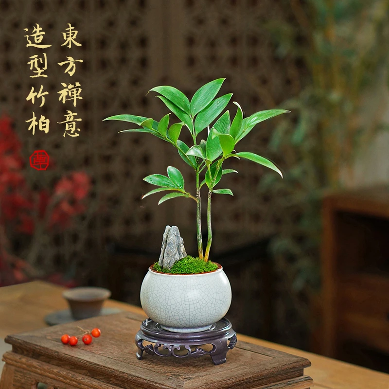 竹柏盆栽办公室茶桌面耐阴好养小绿植常绿中式苔藓植物净化空气花