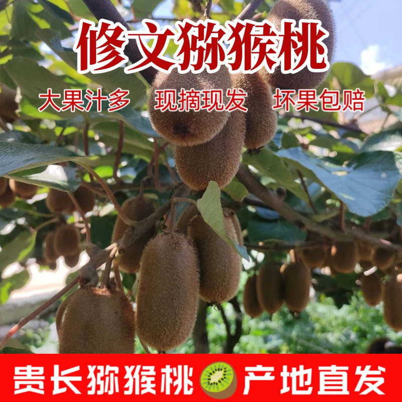 正宗贵州修文贵长猕猴桃营养香甜皮薄果园直发孕妇水果