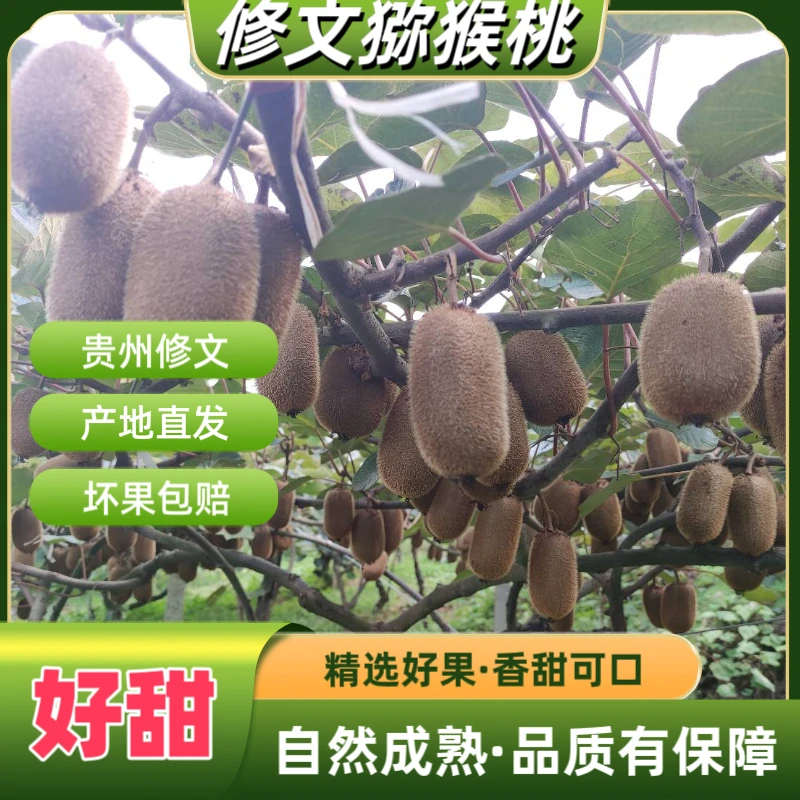 贵州修文贵长猕猴桃软糯香甜农家果园直发新鲜孕妇小孩水果奇异果