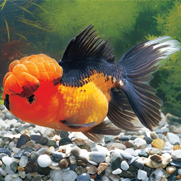 渔歌精选观赏鱼以实物为准，包活无开箱视频不售后。